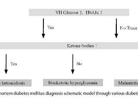 죽은 사람의 당뇨병(Diabetes Mellitus) 진단 위한 검사기법 개발 이미지